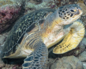 Green turtle, Fonadhoo Pipe, Laamu Atoll, Maldives. Image.