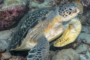 Jo, green turtle, adopted for Emma by Becky Green turtle, Fonadhoo Pipe, Laamu Atoll, Maldives. Image.