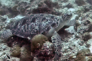Fridolin Harnisch, green turtle, adopted by Marius & Larissa Green turtle, Peak Crossing Thila, Lhaviyani Atoll, Maldives. Image.