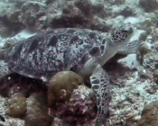 Green turtle, Peak Crossing Thila, Lhaviyani Atoll, Maldives. Image.