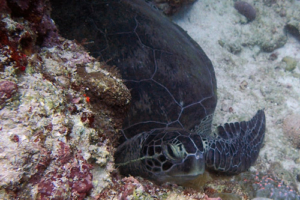 Riley, green turtle, adopted for Riley by Louise Harlow Green turtle, Kuredu Outreef, Lhaviyani Atoll, Maldives. Image.