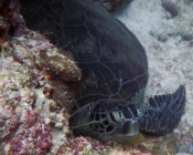Green turtle, Kuredu Outreef, Lhaviyani Atoll, Maldives. Image.