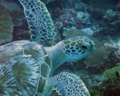Green turtle, Hithadhoo West, Laamu Atoll Maldives. Image.
