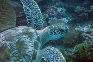Velum Mi-Luz, green turtle, adopted by Breanna Dickson Green turtle, Hithadhoo West, Laamu Atoll Maldives. Image.
