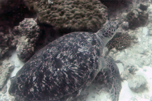 Carol-Ann, green turtle, adopted for Carol-Ann by Dennis Green turtle, Peak Crossing Thila, Lhaviyani Atoll, Maldives. Image.