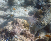 Green turtle, Express, Lhaviyani Atoll, Maldives. Image.
