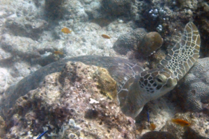 Pepe Eichinger, green turtle, adopted for Michael by Mariana Green turtle, Express, Lhaviyani Atoll, Maldives. Image.