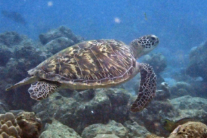 Sweety, green turtle, adopted by Antje Green turtle, Caves, Lhaviyani Atoll, Maldives. Image.