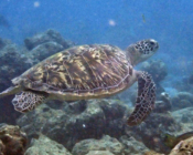 Green turtle, Caves, Lhaviyani Atoll, Maldives. Image.