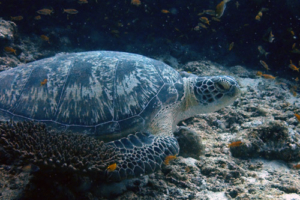 Tasha, green turtle, adopted by Philip Green turtle, Express, Lhaviyani Atoll, Maldives. Image.