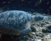 Green turtle, Express, Lhaviyani Atoll, Maldives. Image.