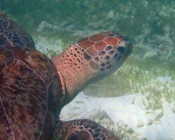 Green turtle, Kuredu Lagoon, Lhaviyani atoll, Maldives. Image.
