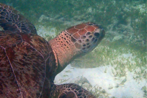 Sunny, green turtle, adopted by Samantha Perret Green turtle, Kuredu Lagoon, Lhaviyani atoll, Maldives. Image.