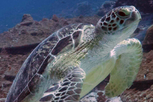 Jacko, green turtle, adopted by Zara Evans for Jacko Green turtle, Hithadhoo Corner, Laamu Atoll Maldives. Image.