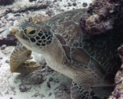 Green turtle, Hithadhoo Corner, Laamu Atoll, Maldives. Image.