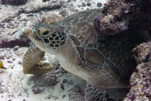 Pebbles, green turtle, adopted for Jenny Green turtle, Hithadhoo Corner, Laamu Atoll, Maldives. Image.