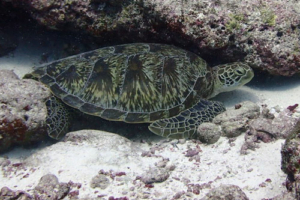 Seemaus, green turtle, adopted for Cristina by Stefanie Balzer Green turtle, Hithadhoo Inside, Laamu Atoll, Maldives. Image.