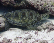 Green turtle, Hithadhoo Inside, Laamu Atoll, Maldives. Image.
