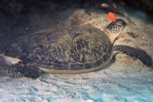 Milby, green turtle, adopted by Kerri and Andrew Clarke Green turtle, sleeping in a cave, Kuredu Caves, Lhaviyani atoll, Maldives. Image.
