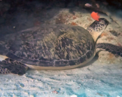 Green turtle, sleeping in a cave, Kuredu Caves, Lhaviyani atoll, Maldives. Image.