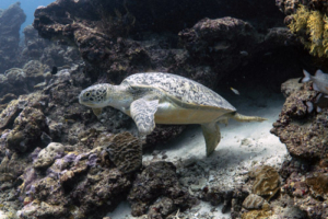 Heidi, green turtle, adopted for Heidrun by Thomas & Franziska Fröhlich Green turtle, Gaadhoo, Corner, Laamu Atoll, Maldives. Image.