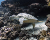 Green turtle, Gaadhoo, Corner, Laamu Atoll, Maldives. Image.