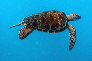 Riddim, green turtle, adopted by Bethy Green turtle swimming in the blue, Coral Garden, Laamu Atoll, Maldives. Image.
