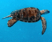 Green turtle swimming in the blue, Coral Garden, Laamu Atoll, Maldives. Image.