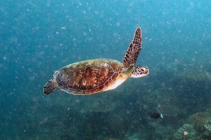 Cora Bell, green turtle, adopted for Cora Green turtle, Maya Reef, Laamu Atoll, Maldives. Image.