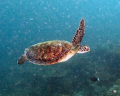 Green turtle, Maya Reef, Laamu Atoll, Maldives. Image.