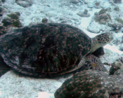 Green turtle, resting on sea bottom, Peak Crossing Thila, Lhaviyani Atoll, Maldives. Image.