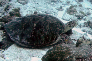 Tyler, green turtle, adopted for Tyler by Francesca Green turtle, resting on sea bottom, Peak Crossing Thila, Lhaviyani Atoll, Maldives. Image.