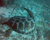 Green turtle, Kuredu Express, Lhaviyani Atoll, Maldives. Image.