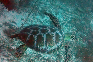 Lily, green turtle, adopted for Lily by Louise Harlow Green turtle, Kuredu Express, Lhaviyani Atoll, Maldives. Image.