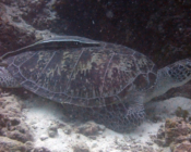 Green turtle, Bodu Giri, Lhaviyani Atoll, Maldives. Image.