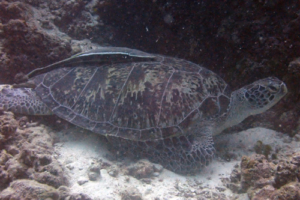 Slowtortoiseturtle, green turtle, adopted by Amelia Green turtle, Bodu Giri, Lhaviyani Atoll, Maldives. Image.