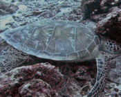 Green turtle, Aquarium, Lhaviyani Atoll, Maldives. Image.