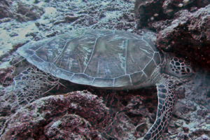 Lola, green turtle, adopted for Dena Green turtle, Aquarium, Lhaviyani Atoll, Maldives. Image.