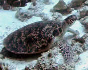Green turtle, Peak Crossing Thila, Lhaviyani Atoll, Maldives. Imge.