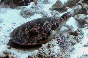 Reethikan, green turtle, adopted by Sascha Kniep Green turtle, Peak Crossing Thila, Lhaviyani Atoll, Maldives. Imge.