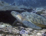 Green turtle, Hithadhoo Corner, Laamu Atoll, Maldives. Image.