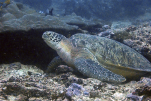 Cleo Eldoris Yang, green turtle, adopted for Megan Green turtle, Hithadhoo Corner, Laamu Atoll, Maldives. Image.