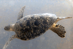 Xenia, adopted for Xenia by Petra Renken Green turtle, Coral Garden, Lhaviyani Atoll, Maldives. Image.