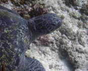 Green turtle, Kuredu Corner, Lhaviyani Atoll, Maldives. Image.