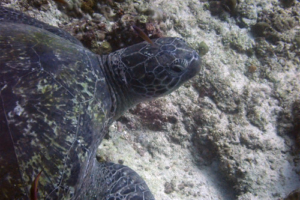 Sweet Katja, green turtle, adopted for Katja by Felix Green turtle, Kuredu Corner, Lhaviyani Atoll, Maldives. Image.