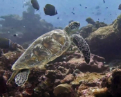 Green turtle, Fushi Kandu, Laamu Atoll, Maldives. Image.