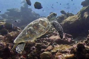 Allison, greent urtle, adopted for Allison by Cosette Elisabeth Green turtle, Fushi Kandu, Laamu Atoll, Maldives. Image.