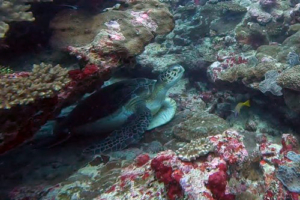 Shape of Water, green turtle, adopted Green turtle, Maandhoo Outside, Laamu Atoll, Maldives. Image.
