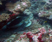 Green turtle, Maandhoo Outside, Laamu Atoll, Maldives. Image.