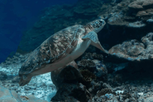 Coco, green turtle, adopted for Demi by Kim Green turtle, Fushi Kandu, Laamu Atoll, Maldives. Image.
